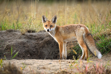 Cute young red fox ( Vulpes vulpes )