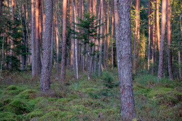 Obraz premium forest in autumn