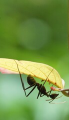 Close-up of an ant hanging upside down from a leaf in a natural forest habitat.