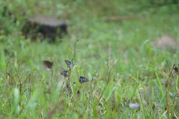 Butterflies in a Meadow