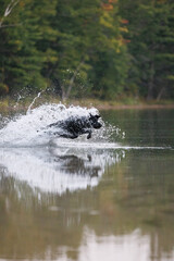 Dog in the water