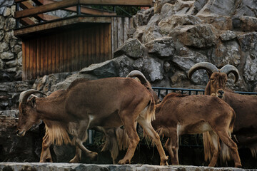 A group of Barbary sheep feeding together on hay among rocks at Belgrade Zoo.