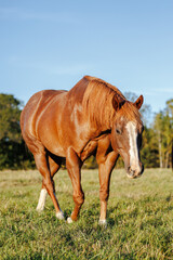 Obraz premium horse in the field