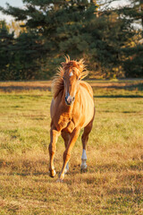 Obraz premium horse running in the field