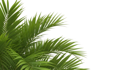 Green Palm Fronds with White Outline on Black leaf