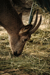 Close-up of an ibex eating hay on the ground, its horns curving upward, highlighting feeding behavior in detail.
