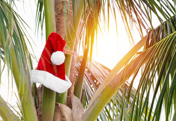 Santa Claus Hat on coconut palm tree in sunset time, nobody