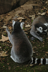 Two ring-tailed lemurs on the ground in Belgrade Zoo, one sitting upright, the other foraging.