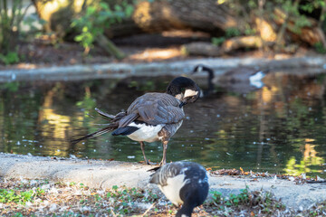 Ducks preening by a tranquil pond on a bright day. The sunlight is reflecting off of the water.