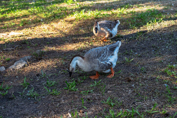 Two geese forage peacefully in a sun-dappled grassy area, one pecking at the ground and the other standing guard nearby. © MAKSYM