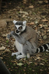 Ring-tailed lemur holds a dry leaf in Belgrade Zoo, its mouth slightly open as if speaking.