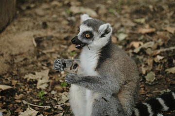 Ring-tailed lemur holds a dry leaf in Belgrade Zoo, its mouth slightly open as if speaking.