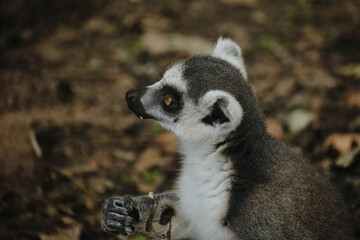 Ring-tailed lemur holds a dry leaf in Belgrade Zoo, its mouth slightly open as if speaking.