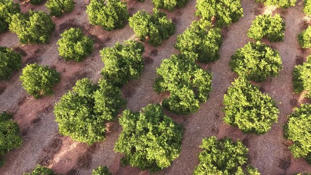 Drone footage close-up of rows of orange trees in Mediterranean farmland. Detailed view of citrus plantation with green foliage and dry soil.