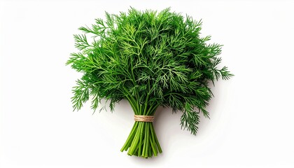 Fresh Dill Bunch Rests on White Clean Background