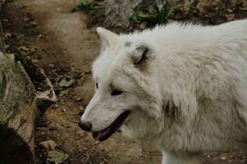 Close-up of a white wolf at Belgrade Zoo, showing its thick fur and sharp eyes as it moves past a...