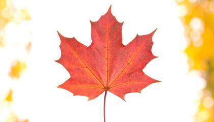 Fototapeta premium Autumn maple leaf close-up