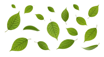 Scattered Green Leaves on Black Background 