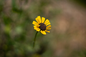 yellow flower in the garden