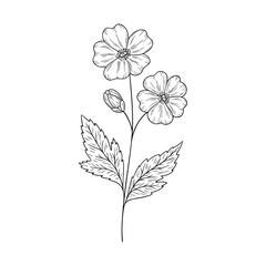 May birth flower hawthorn, line art vector, black and white botanical illustration, elegant floral sketch, minimalist outline drawing, hand drawn monochrome flower design, vintage aesthetic