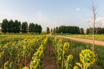 Sunflower fields in El Pobo Teruel Aragon Spain sunset view in summer time