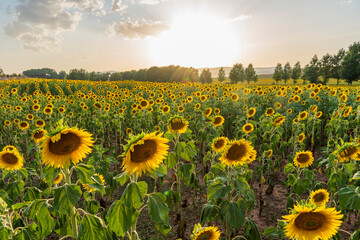 Sunflower fields in El Pobo Teruel Aragon Spain sunset view in summer time