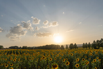 Sunflower fields in El Pobo Teruel Aragon Spain sunset view in summer time