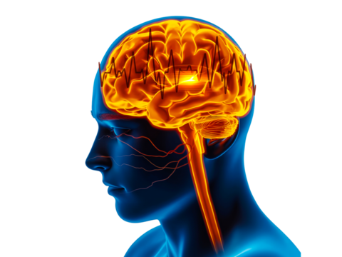 Human brain activity with glowing and pulsating brain isolated on transparent background