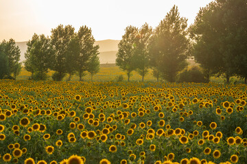 Sunflower fields in El Pobo Teruel Aragon Spain sunset view in summer time