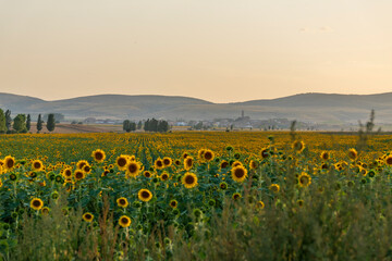 Sunflower fields in El Pobo Teruel Aragon Spain sunset view in summer time