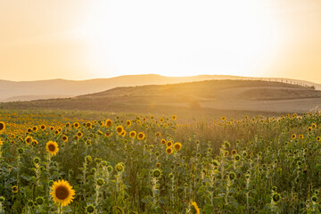 Sunflower fields in El Pobo Teruel Aragon Spain sunset view in summer time