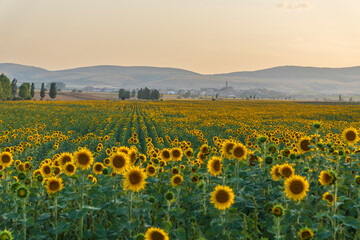 Sunflower fields in El Pobo Teruel Aragon Spain sunset view in summer time
