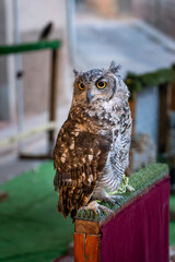 Mora de Rubielos Teruel Aragon Spain owl for exhibition The medieval market is held in august every year, dusk view.