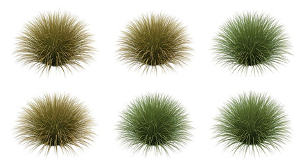 Six Round Grass Tufts in Yellow and Green clump plant