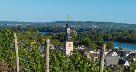 Panorama Reben vor Kirchturm St. Jakobuskirche Rüdesheim am Rhein