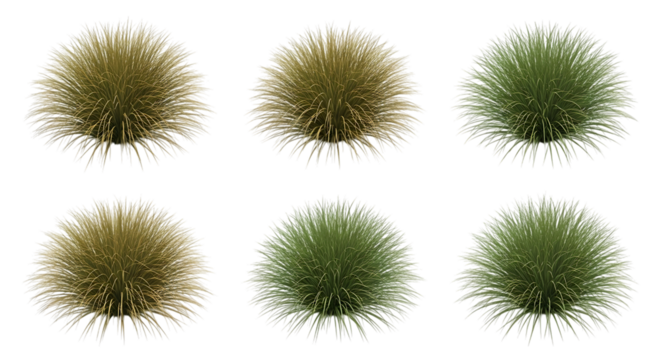 Six Round Grass Tufts in Yellow and Green clump plant