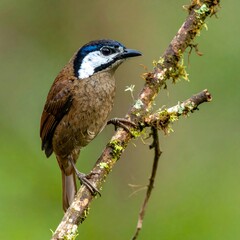 Naklejka premium A small bird perched on a branch