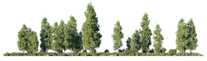 Varied coniferous and deciduous trees growing side by side, displaying rich green textures and vertical growth