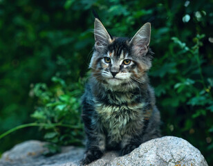 A big cute maine coon kitten sitting on a rock in a forest in summer.