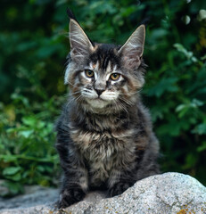 A big cute maine coon kitten sitting on a rock in a forest in summer.
