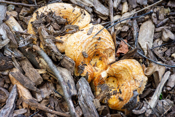 A unique scaly hedgehog mushroom (Sarcodon imbricatus) grows amidst wood chips in Waukesha County, WI.