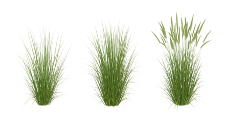 Three Clumps of Tall Grass with White Tips Isolated