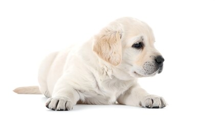 Adorable puppy lying down