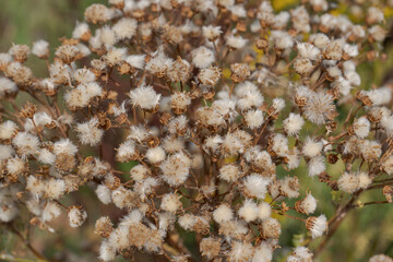 Dry, fluffy seed heads of a plant. 