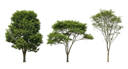 Three Green Leafy Trees image graphic