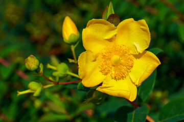 A close-up of a yellow flower. 