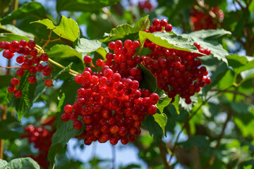 Red berries and green leaves of a cranberrybush.