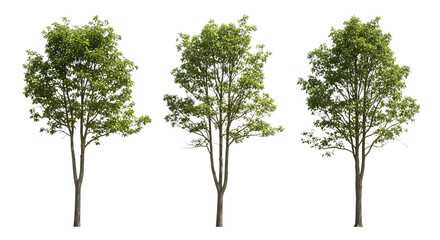 Three Mature Trees with Green Leaves Isolated on Black