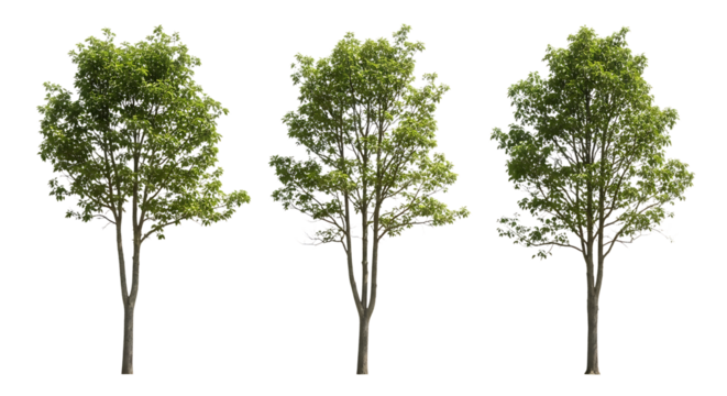 Three Mature Trees with Green Leaves Isolated on Black