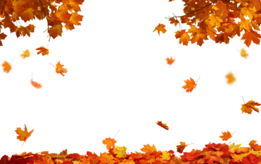  Isolated foliage. Maple autumn leaves. Fall leaf branch
